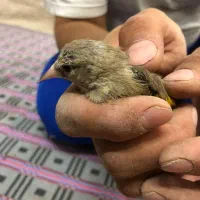 سهره|پرنده|ملکآباد, |دیوار