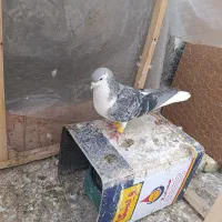 کفتر پرنده ساده جفت رنگه