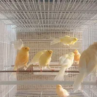 قناری سوپری پرتقالی وموزاییکی،ورسمی بلند|پرنده|تهران, مینی‌سیتی (شهرک نفت)|دیوار