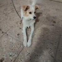 فروش سگ نژاد دار