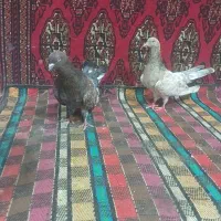 کله ای شتری|پرنده|بندر ماهشهر, |دیوار