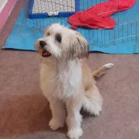 سگ ماده یک ساله  نژاد شیتزو کراس|سگ|اهواز, شریعتی جنوبی|دیوار