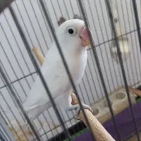 طوطی کوتوله برزیلی|پرنده|کرمان, |دیوار