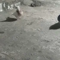 سلام یه جفت طوقی ن هفرنگ ماده زرد معاوضه باشازده|پرنده|نجفآباد, صالح آباد|دیوار