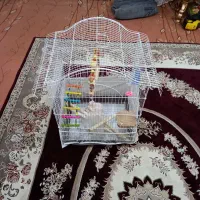 پرنده قفس|لوازم جانبی حیوانات|مرند, |دیوار