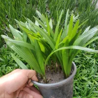 نشا نخل لاتانیا،فونیکس