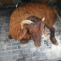 بره نر بره نره گیج