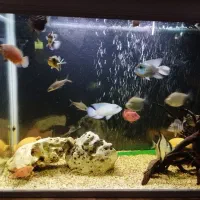 هفت عدد ماهی جهت معاوضه