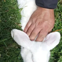 خرگوش|موش و خرگوش|رامسر, |دیوار