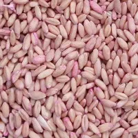 گندم بذر دیم درجه یک