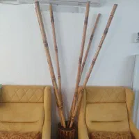 شش عدد بامبو