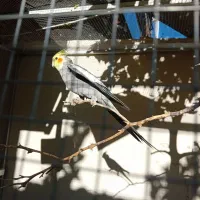 عروس هلندی|پرنده|سیرجان, |دیوار