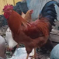 خروس جوان وسالم