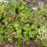 گل و گیاه|گل و گیاه طبیعی|تالش, هشتپر|دیوار