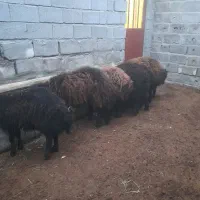 بره نر گوشتی شش عدد فروشی