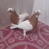 طوق زرد پرتقالی