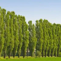 تولید و توزیع سپیدار|خدمات باغبانی و درختکاری|دره شهر, |دیوار