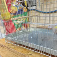 سهره قناری درجه یک سالم.صددرصد دهن سهره|پرنده|خوانسار, |دیوار