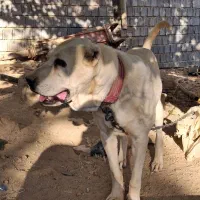 سگ سرابی و آلابای نژاد اصیل|سگ|شیراز, داریون|دیوار