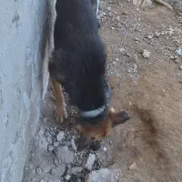 سگ ژرمن ماده شکم طلا|سگ|فومن, |دیوار