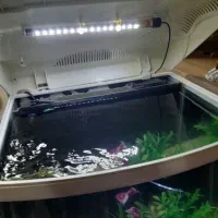 آکواریوم بک سمپ|ماهی|تبریز, |دیوار