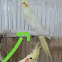 عروس هلندی لوتینو