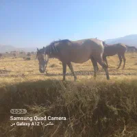 سه عدد مادیان پرخون و لونی|اسب و تجهیزات اسبسواری|دورود, |دیوار