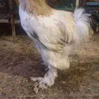 دو عدد خروس برهما|حیوانات مزرعه|بابل, |دیوار