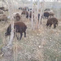 گوسفند|حیوانات مزرعه|زند, |دیوار