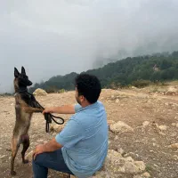 توله مالینویز با کیفیت خالص