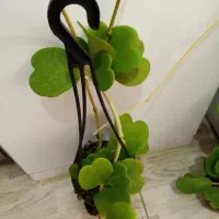 گلهای آپارتمانی طبیعی