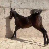 کره ماده عتیقه