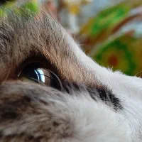 بازی با هاپو