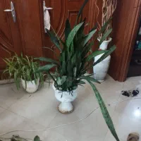 گل به همراه گلدون