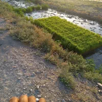 تخم شمیم هاشمی نخ بلند