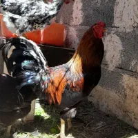 خروس ۷ ماهه|حیوانات مزرعه|مشهد, کلاکوب|دیوار