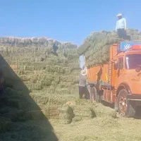 یونجه ی درجه یک کلی و جزئی