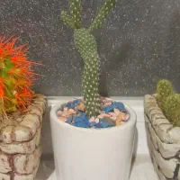 کاکتوس های کوچک زیبا دونه ای ۱۳۰