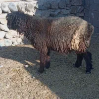 بره تخمی روزگاری