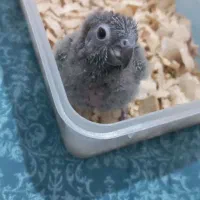 گرینچیک سرلاکی