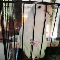 یک جفت کوتوله