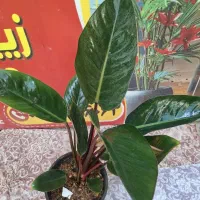 گل گُشَسْب بار جدید رسید به توضیحات مراجعه کنید|گل و گیاه طبیعی|اصفهان, باغ فدک|دیوار