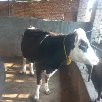 تلیسه دو عدد آبست با یه گوساله|حیوانات مزرعه|بندر گز, |دیوار