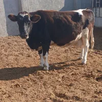 گاو|حیوانات مزرعه|تربت جام, میان جام|دیوار