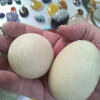 سنگهای جواهری وکلکسیونی|جواهرات|بندر گناوه, |دیوار