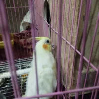 عروس هلندی با تمام لوازم و قفس بزرگ|پرنده|گالیکش, |دیوار