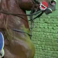 واگذاری اسب و سگ معاوضه با موتور