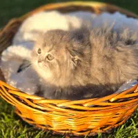 بچه گربه های اشرافی در شیراز( دارای بازدید حضوری)|گربه|شیراز, ابیوردی|دیوار
