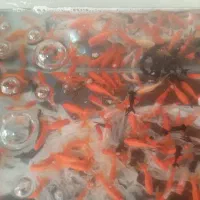 آکواریوم و ماهی عید