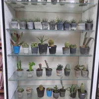 کاکتوس فقط۱۵هزارتومن